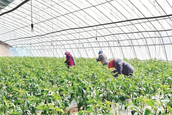 种植大棚蔬菜一亩的成本,成本在6300-7500元左右