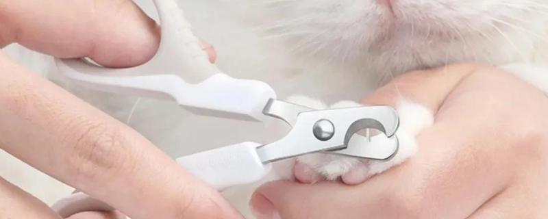 给猫咪剪指甲的诀窍，趁它打瞌睡的间隙修剪