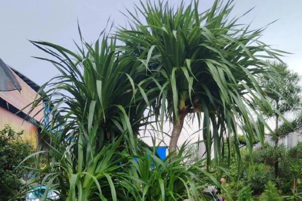 龙铁的养殖方法，冬季要将温度保持在15度以上