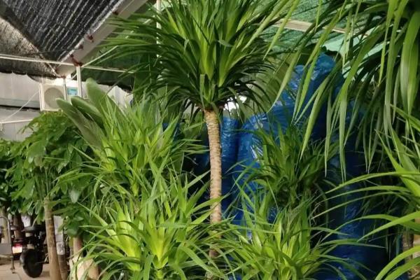 龙铁的养殖方法，冬季要将温度保持在15度以上