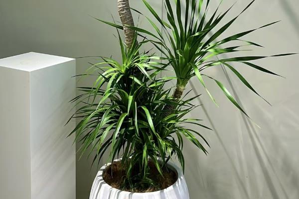 龙铁的养殖方法，冬季要将温度保持在15度以上