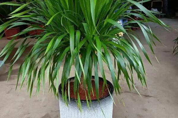 龙铁的养殖方法，冬季要将温度保持在15度以上