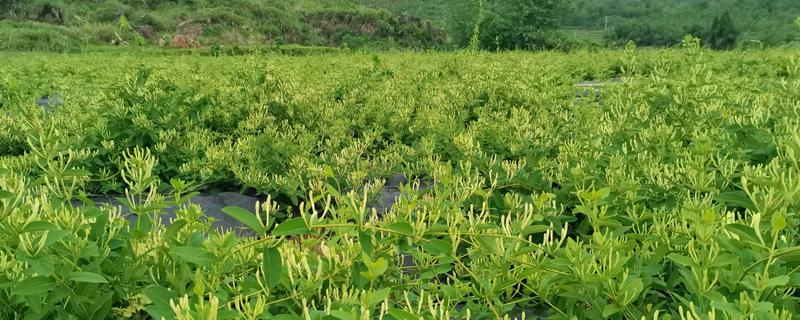 金银花种子的播种方法，开沟撒播后覆盖薄土