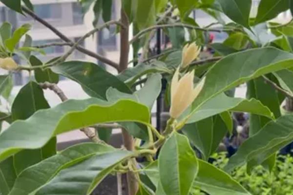 白兰花叶子有锈斑发黄掉叶子怎么处理,需要停止浇水