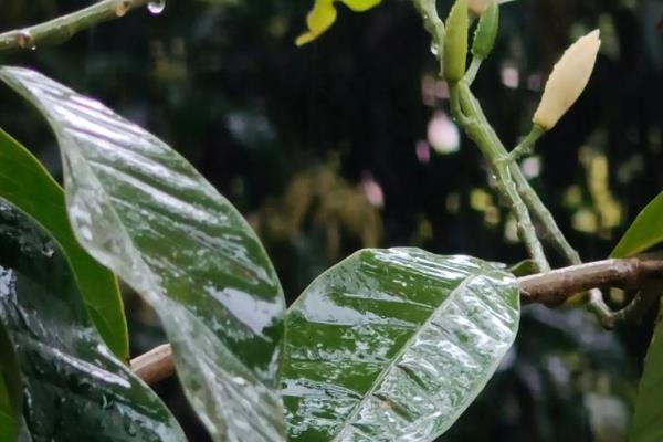 白兰花叶子有锈斑发黄掉叶子怎么处理,需要停止浇水