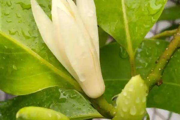 白兰花叶子有锈斑发黄掉叶子怎么处理,需要停止浇水