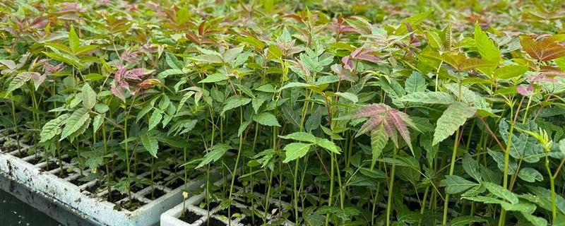 椿芽苗如何种植，要及时追施肥水