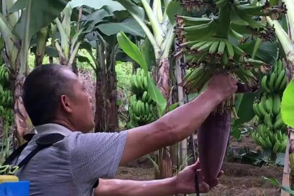 香蕉束顶病如何防治，需定期杀灭蚜虫