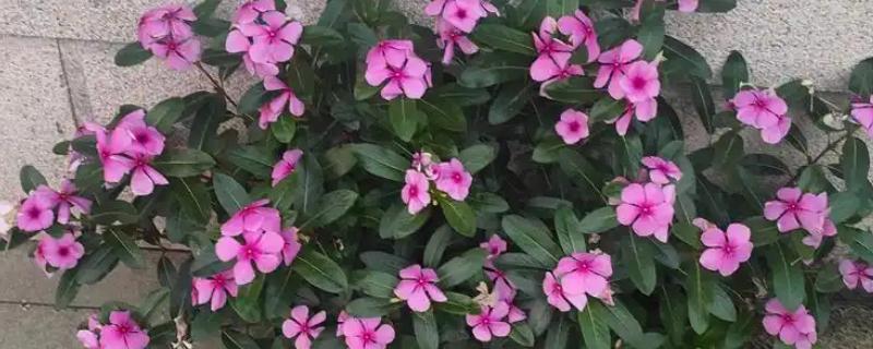 什么花的花期最长，有扶桑花、长春花等