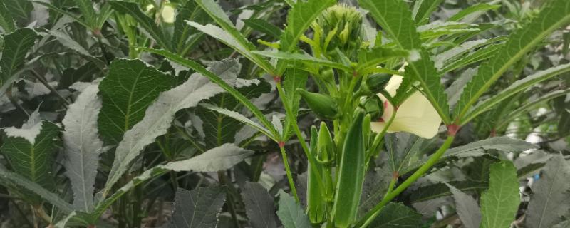 黄秋葵的种植温度，最佳温度为20-30℃
