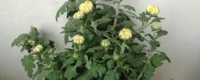 菊花苗如何种植，种植之前先放入户外通风处理