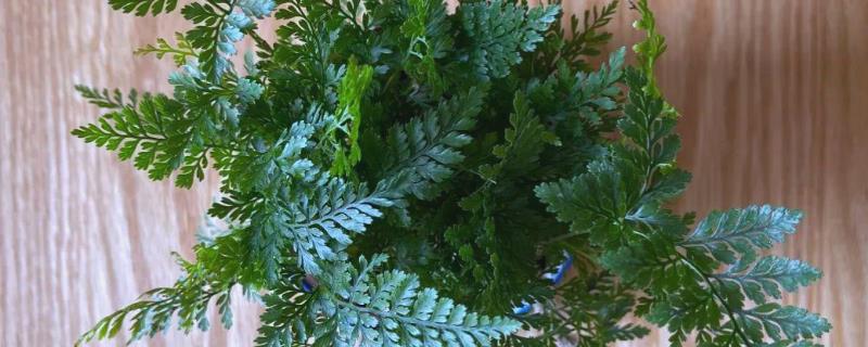 怎么让狼尾蕨爆盆，需提供充足的散射光