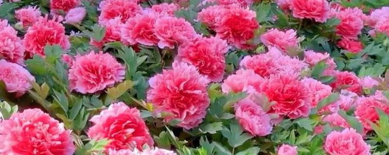 牡丹春节开花后的管理方法，剪除凋谢的花苞可以节省养分