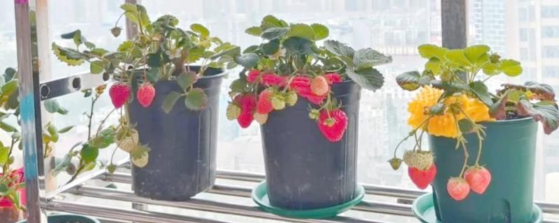 草莓移植后的管理方法，要放在阴凉通风的地方缓苗