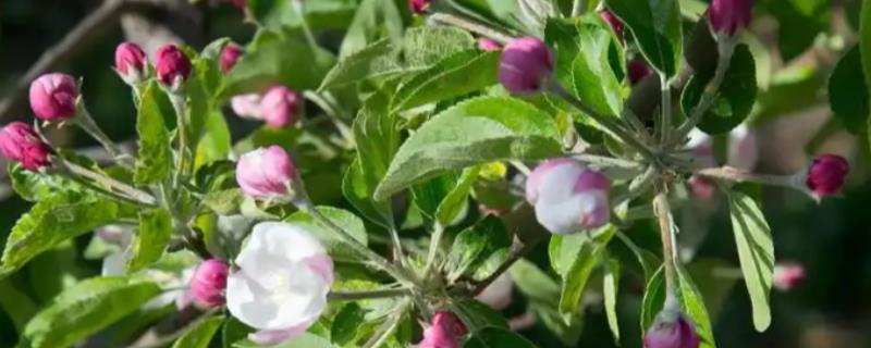 什么是花芽分化，是指叶片、腋芽转变分化出花序或花朵的过程