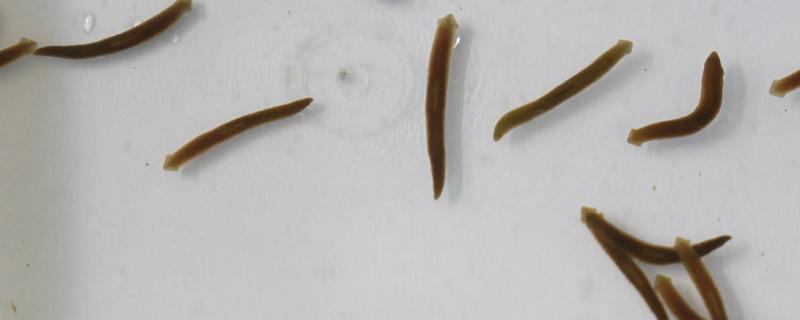 涡虫是哪种动物，是扁形动物的代表品种