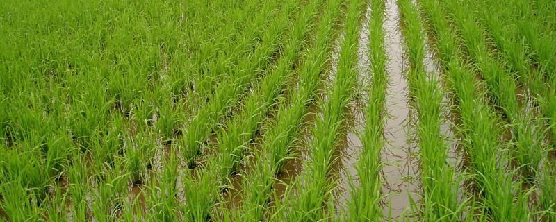 高产水稻品种，推荐连粳11号、湘早籼45号等