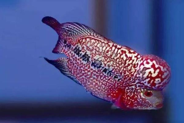 台湾达摩金花罗汉鱼好不好养，饲养难度并不大