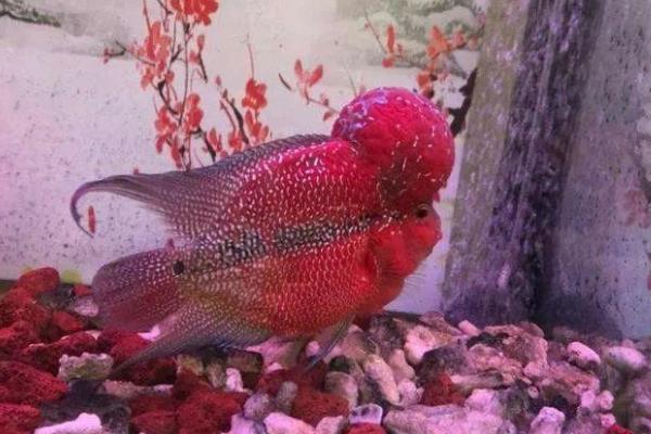 台湾达摩金花罗汉鱼好不好养，饲养难度并不大