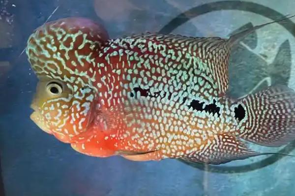 台湾达摩金花罗汉鱼好不好养，饲养难度并不大