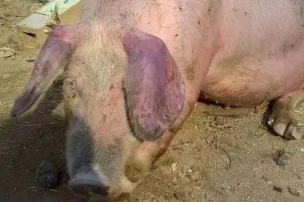 中央举报非洲猪瘟电话，情况紧急可直接拨打110