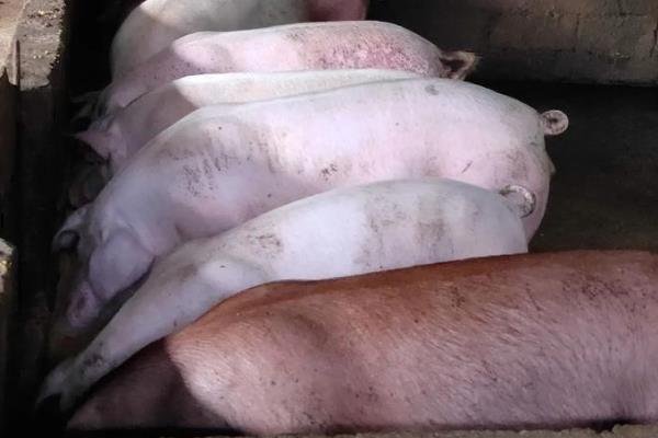 中央举报非洲猪瘟电话，情况紧急可直接拨打110