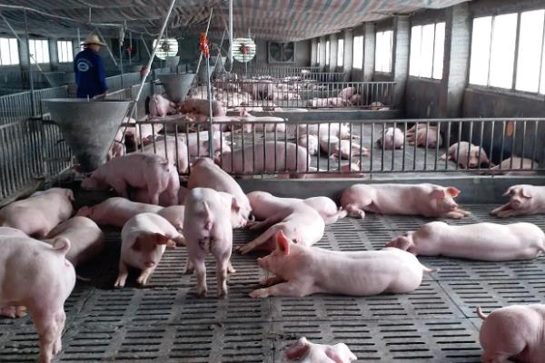 中央举报非洲猪瘟电话，情况紧急可直接拨打110