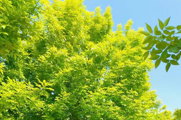 怎么防治白蜡树的病虫害,发生流胶病可以喷施多菌灵