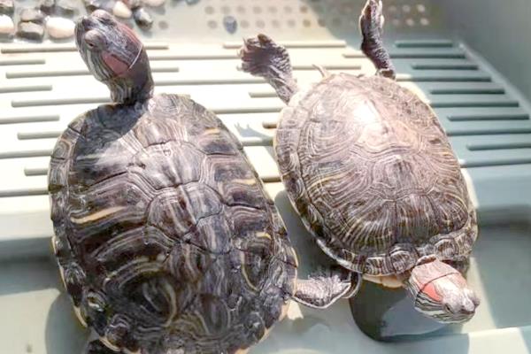 饲养乌龟的水位，根据品种做调整