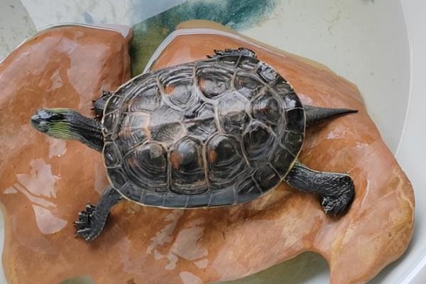 饲养乌龟的水位，根据品种做调整