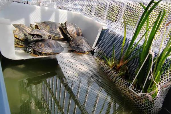 饲养乌龟的水位，根据品种做调整