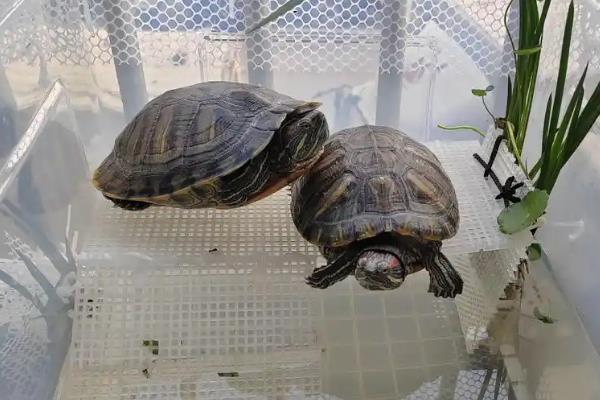 饲养乌龟的水位，根据品种做调整