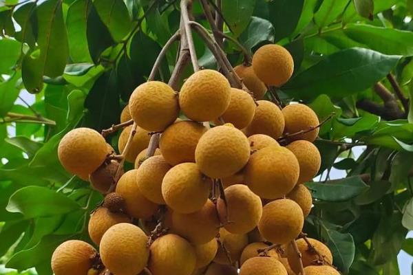 我国有什么好吃的龙眼，蕉城晚熟龙眼、长乐青山龙眼等品种口感好