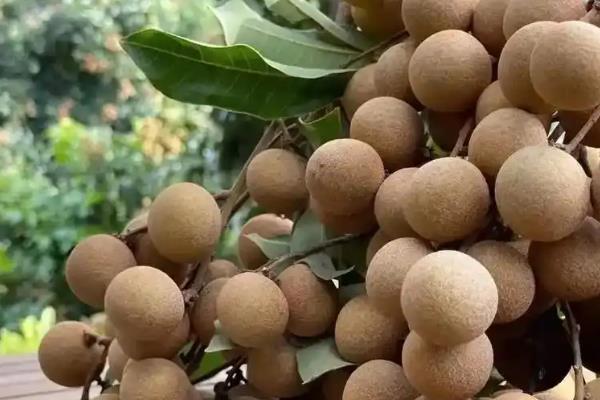 我国有什么好吃的龙眼，蕉城晚熟龙眼、长乐青山龙眼等品种口感好