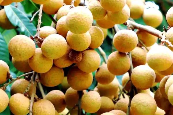 我国有什么好吃的龙眼，蕉城晚熟龙眼、长乐青山龙眼等品种口感好