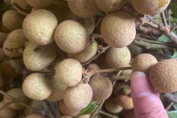 我国有什么好吃的龙眼，蕉城晚熟龙眼、长乐青山龙眼等品种口感好