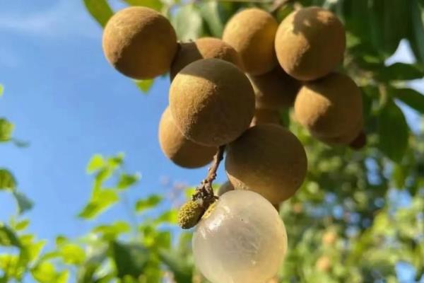 我国有什么好吃的龙眼，蕉城晚熟龙眼、长乐青山龙眼等品种口感好