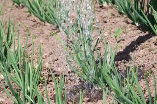 小葱刚栽上能浇水吗，刚栽上可以浇水