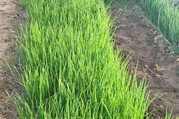 小葱刚栽上能浇水吗，刚栽上可以浇水