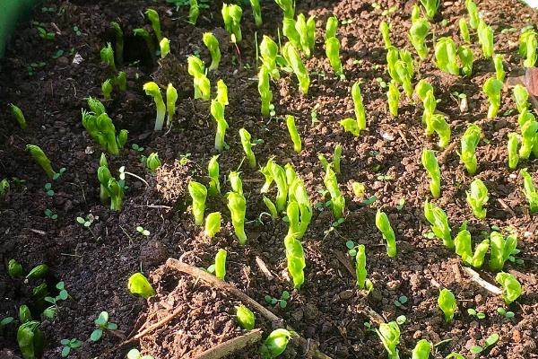 小葱刚栽上能浇水吗，刚栽上可以浇水