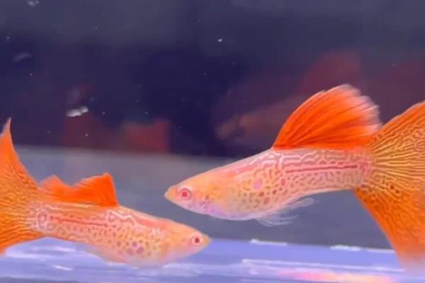 孔雀鱼为何颜色越来越浅，常见水温不适、水质恶化等原因