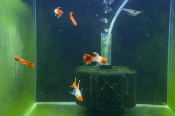 孔雀鱼为何颜色越来越浅，常见水温不适、水质恶化等原因