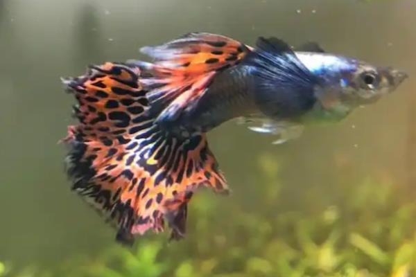 孔雀鱼为何颜色越来越浅，常见水温不适、水质恶化等原因