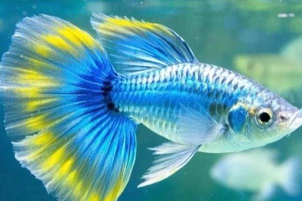 孔雀鱼为何颜色越来越浅，常见水温不适、水质恶化等原因
