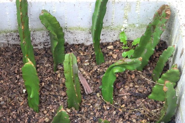 火龙果的育苗方法，以扦插、嫁接为主