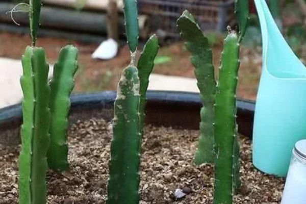 火龙果的育苗方法，以扦插、嫁接为主