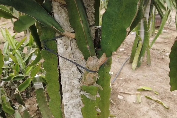 火龙果的育苗方法，以扦插、嫁接为主