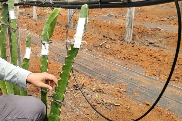 火龙果的育苗方法，以扦插、嫁接为主