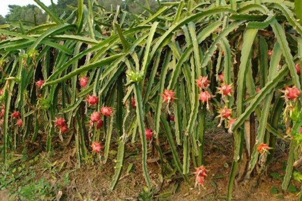 火龙果的育苗方法，以扦插、嫁接为主