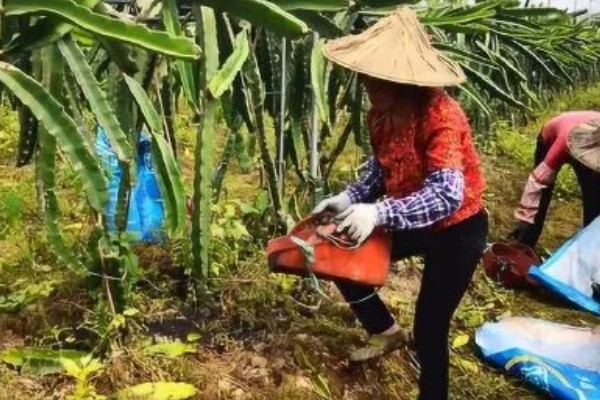 火龙果的育苗方法，以扦插、嫁接为主